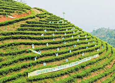 一杯兴业茶，千年岭南情 |2026首届“兴业茶”春茶大会暨茶行业职工职业技能竞赛成功举办