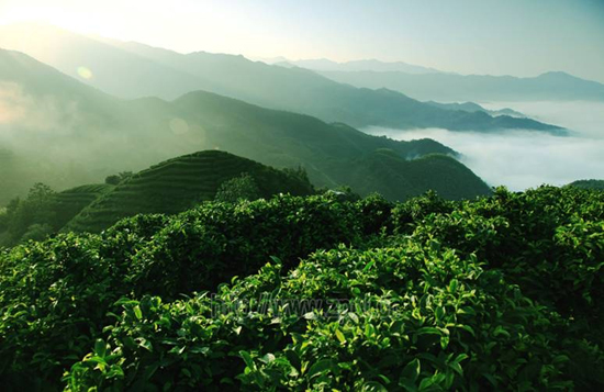 昭平茶山