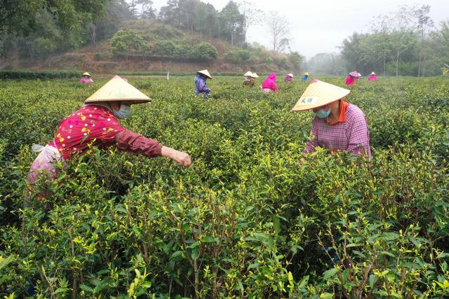 钦州阳春三月茶事忙茶农茶企共增收